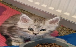 Maine Coon cats for sale: Stunning maine coon kittens - Image 6