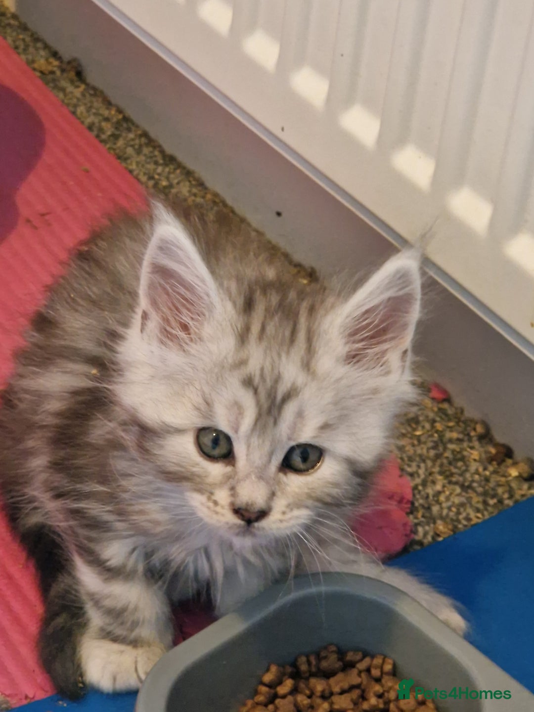 Maine Coon cats for sale: Stunning maine coon kittens - Image 6