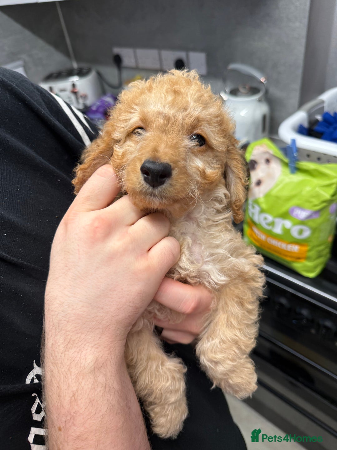 Cockapoo dogs for sale: Cockapoo Puppies For Sale  - Advert 12