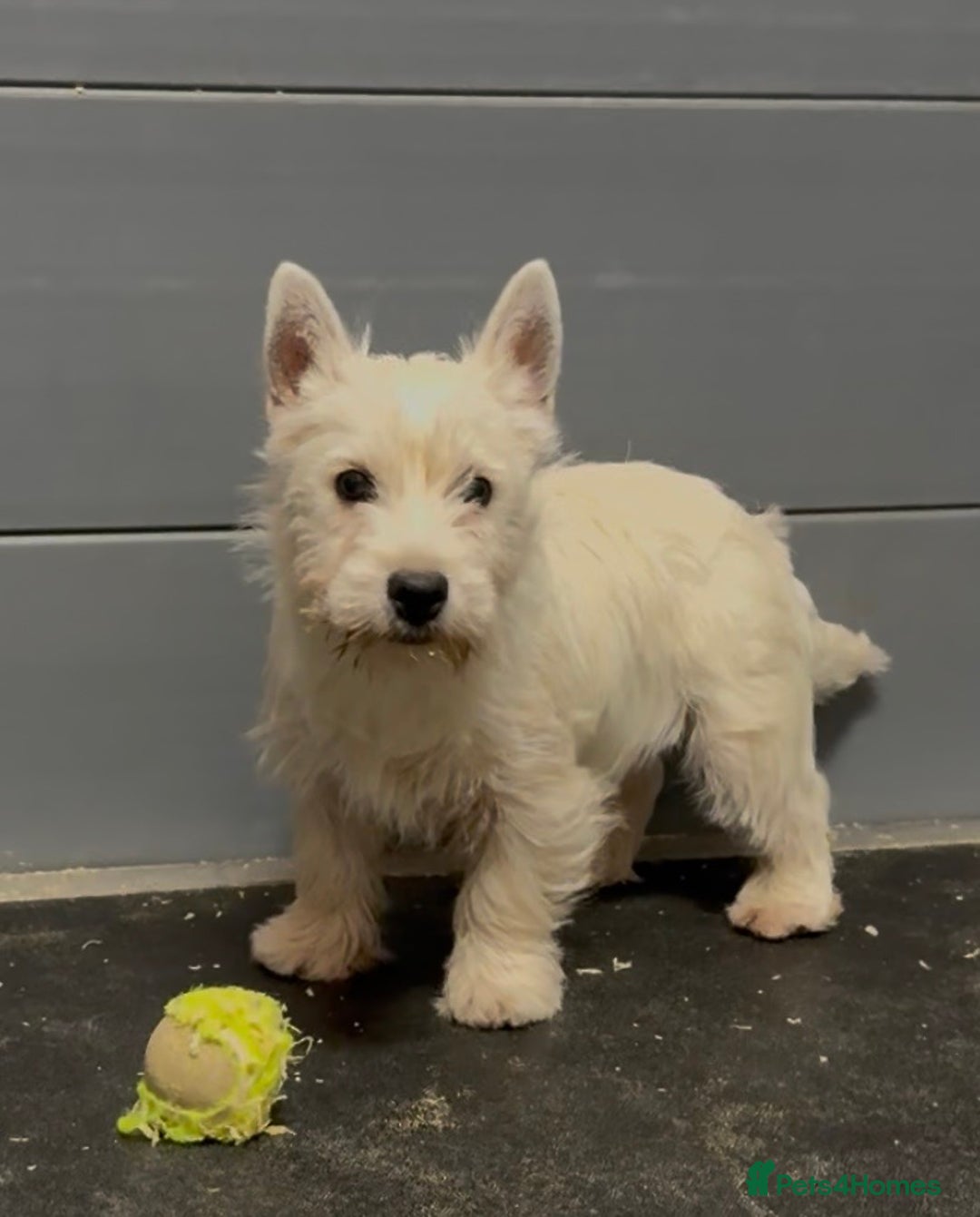 West Highland Terrier dogs for sale: West Highland Terrier pups Dad show bloodlines - Advert 6