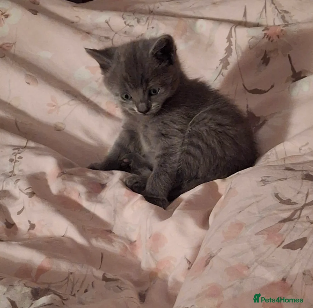 Mixed Breed cats for sale: Female kitten in Ipswich - Advert 2