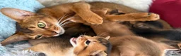 Abyssinian cats for sale: TICA reg rarest colours Aby kittens boys and girls - Advert 1