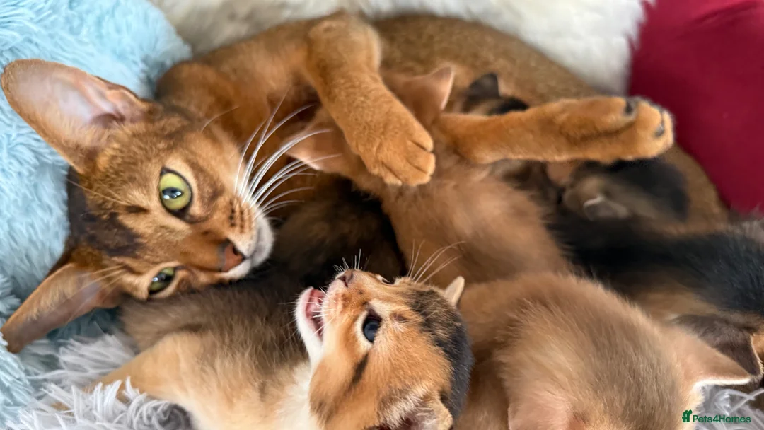 Abyssinian cats for sale: TICA reg rarest colours Aby kittens boys and girls - Advert 1