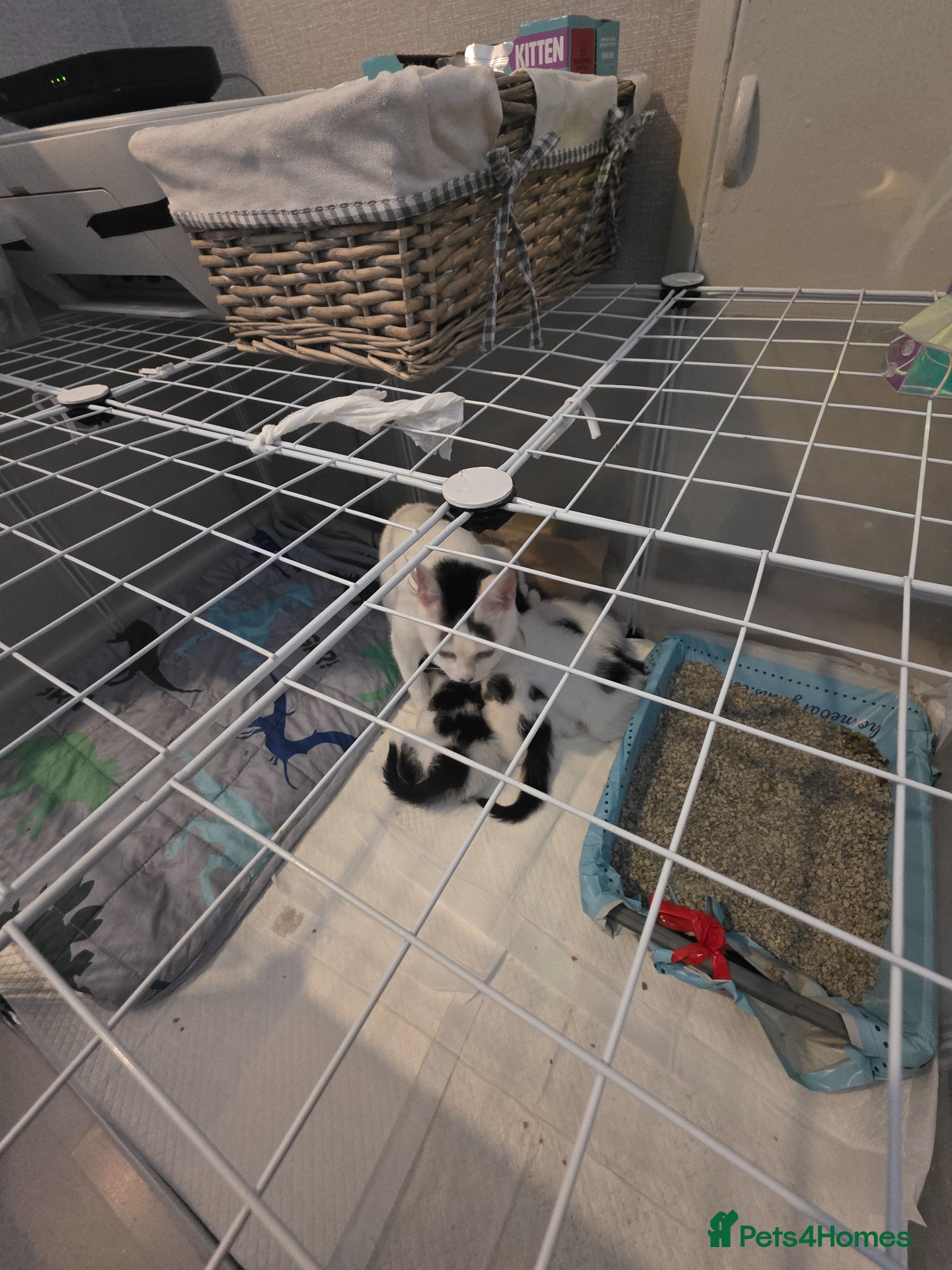 Mixed Breed cats 4 female kittens  - Advert 4