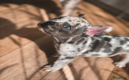 French Bulldog dogs for sale: French bulldog  - Image 1