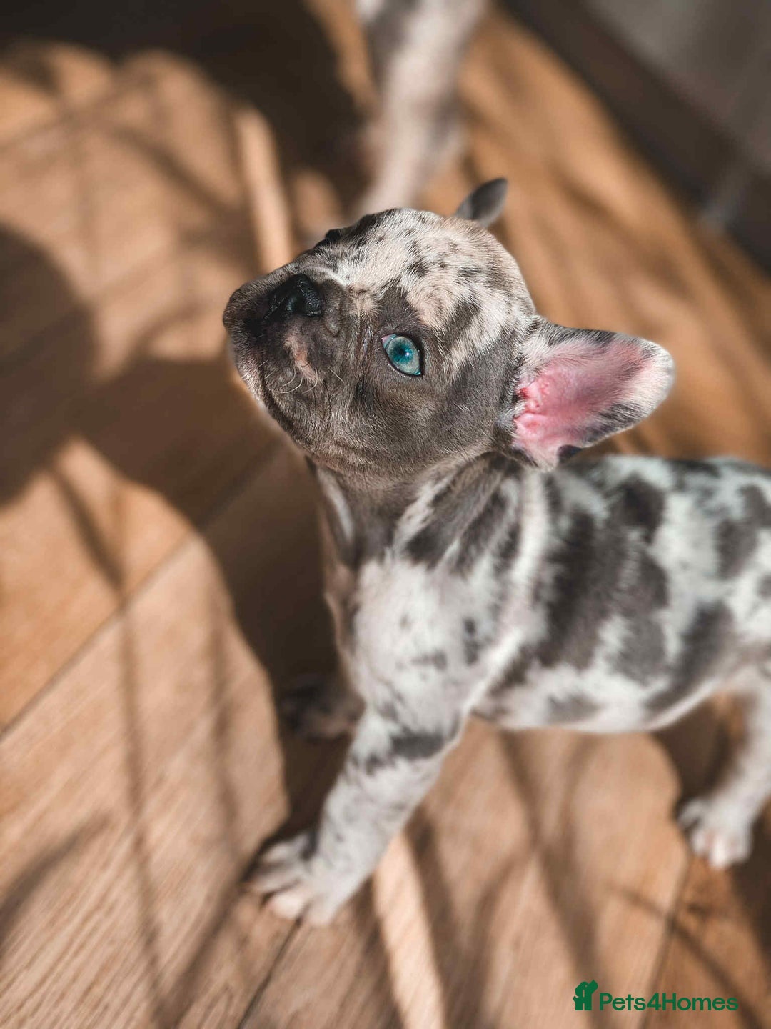 French Bulldog dogs for sale: French bulldog  - Image 1