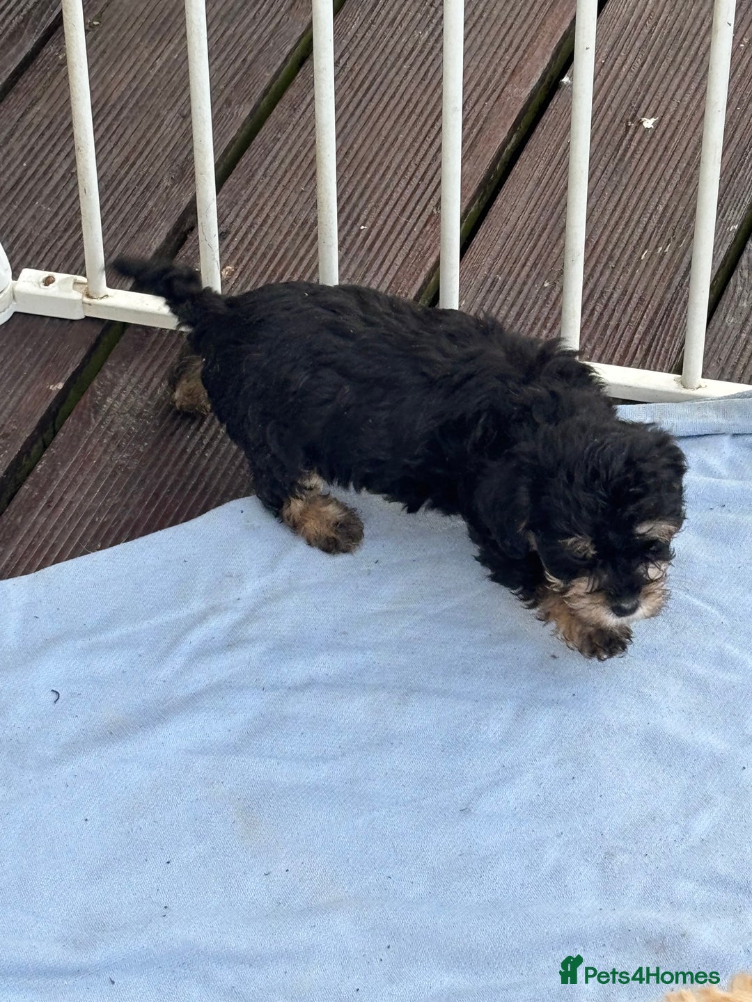 Mixed Breed dogs for sale: Lucus terrier cross toy poodle puppies - Advert 18