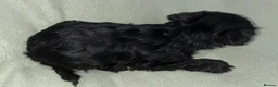 Schnoodle dogs for sale: Schnoodle pups for sale. Ready 11th October.  - Advert 26