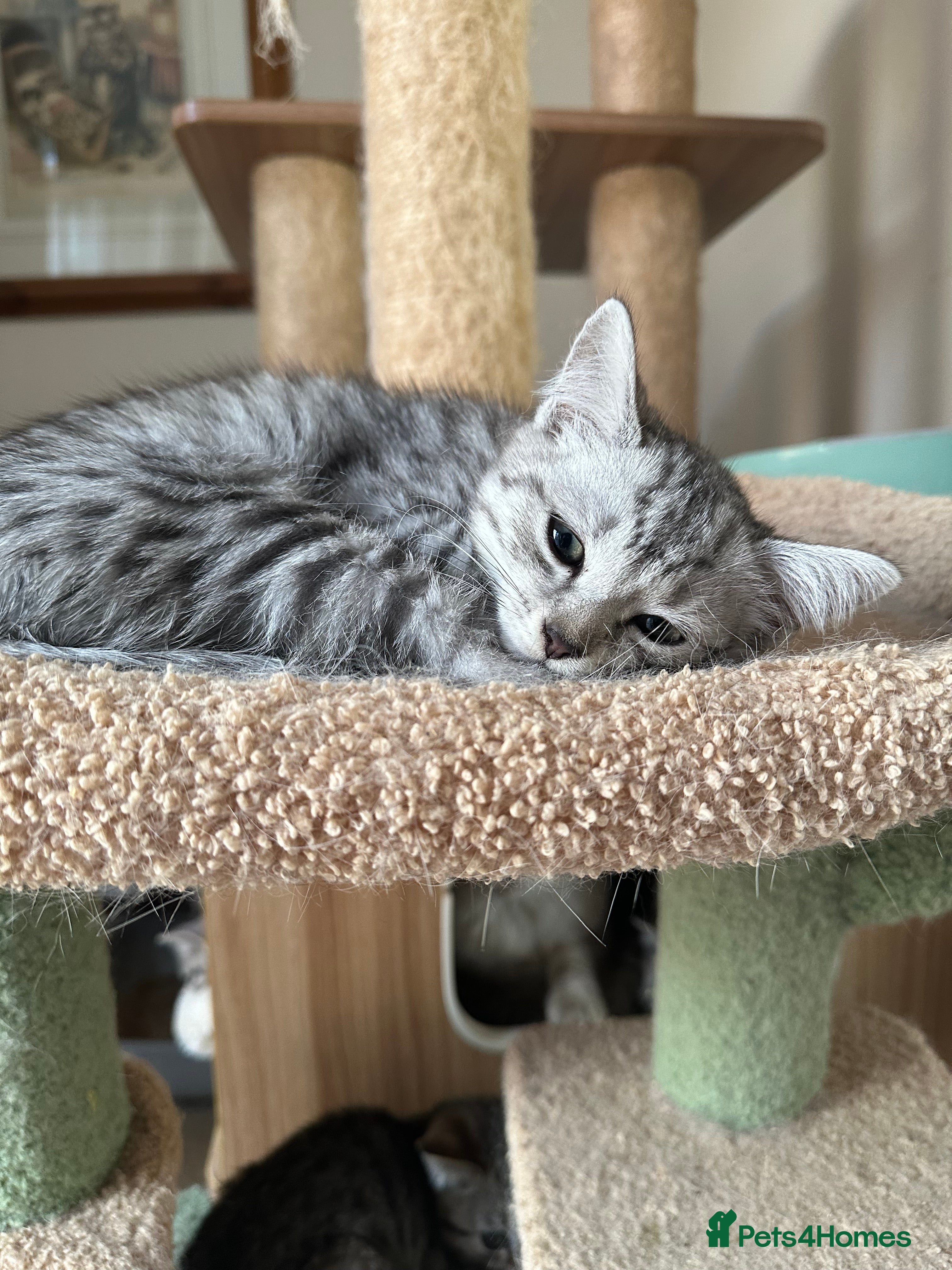 Mixed Breed cats British shorthair/Savannah cross kittens  - Advert 1