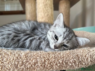 Mixed Breed cats British shorthair/Savannah cross kittens - Advert 1