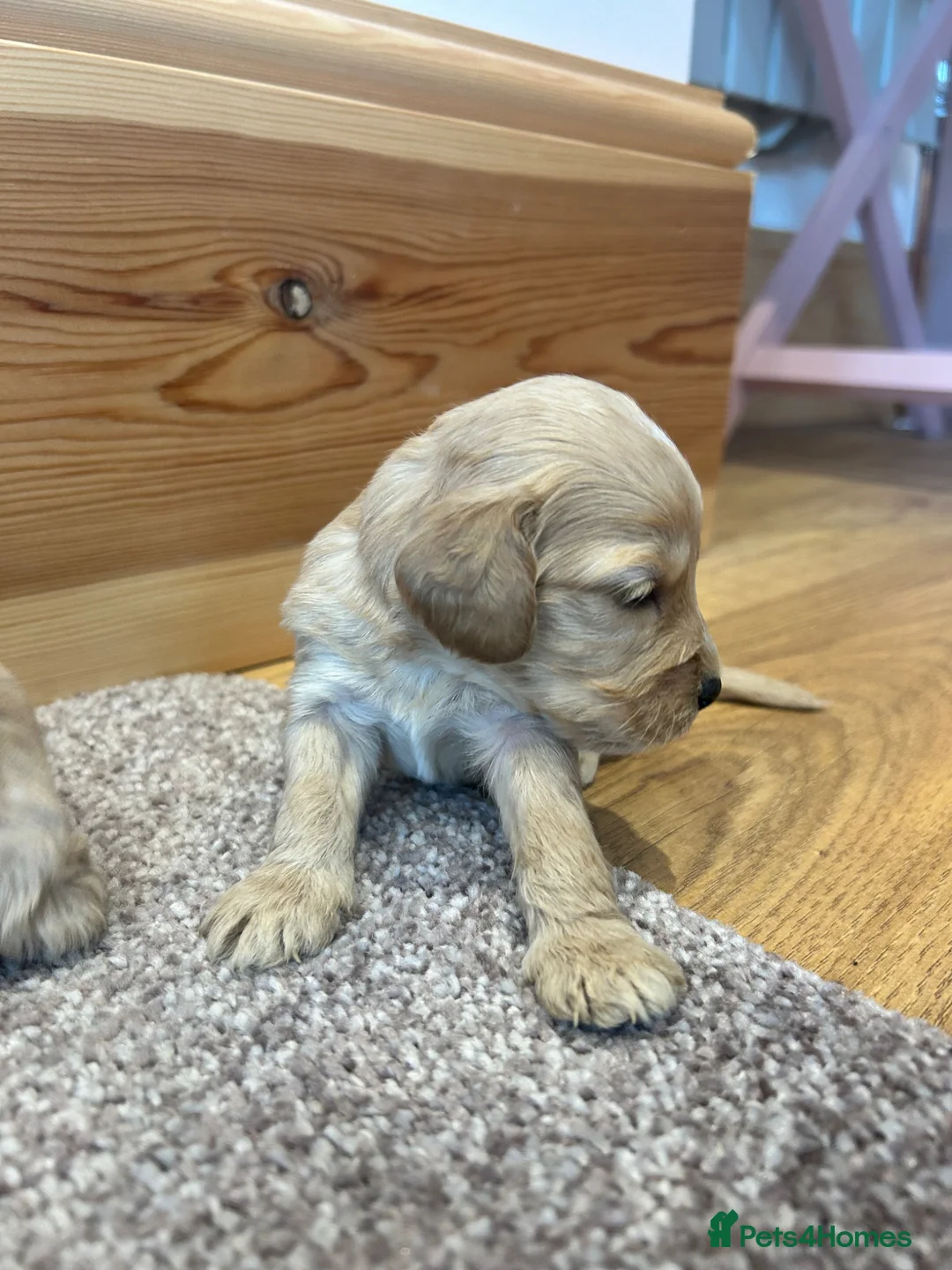 Cockapoo dogs for sale: F1 cockapoo puppies  - Advert 16