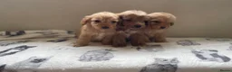 Cockapoo dogs for sale: Beautiful F1 cockapoos  - Advert 7