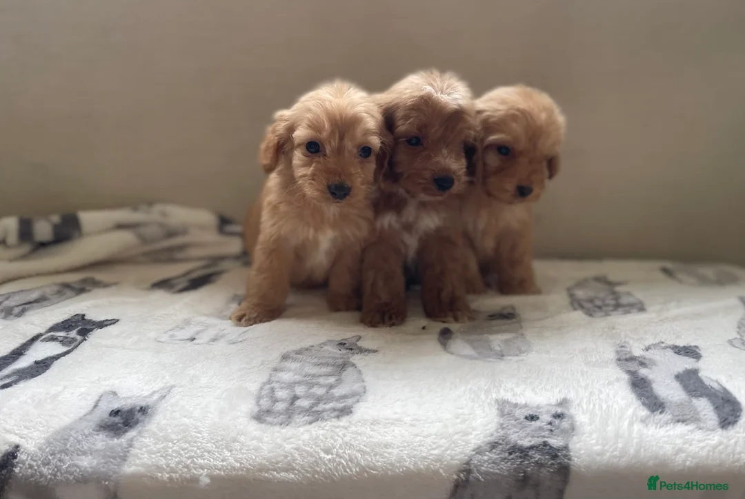Cockapoo dogs for sale: Beautiful F1 cockapoos  - Advert 7