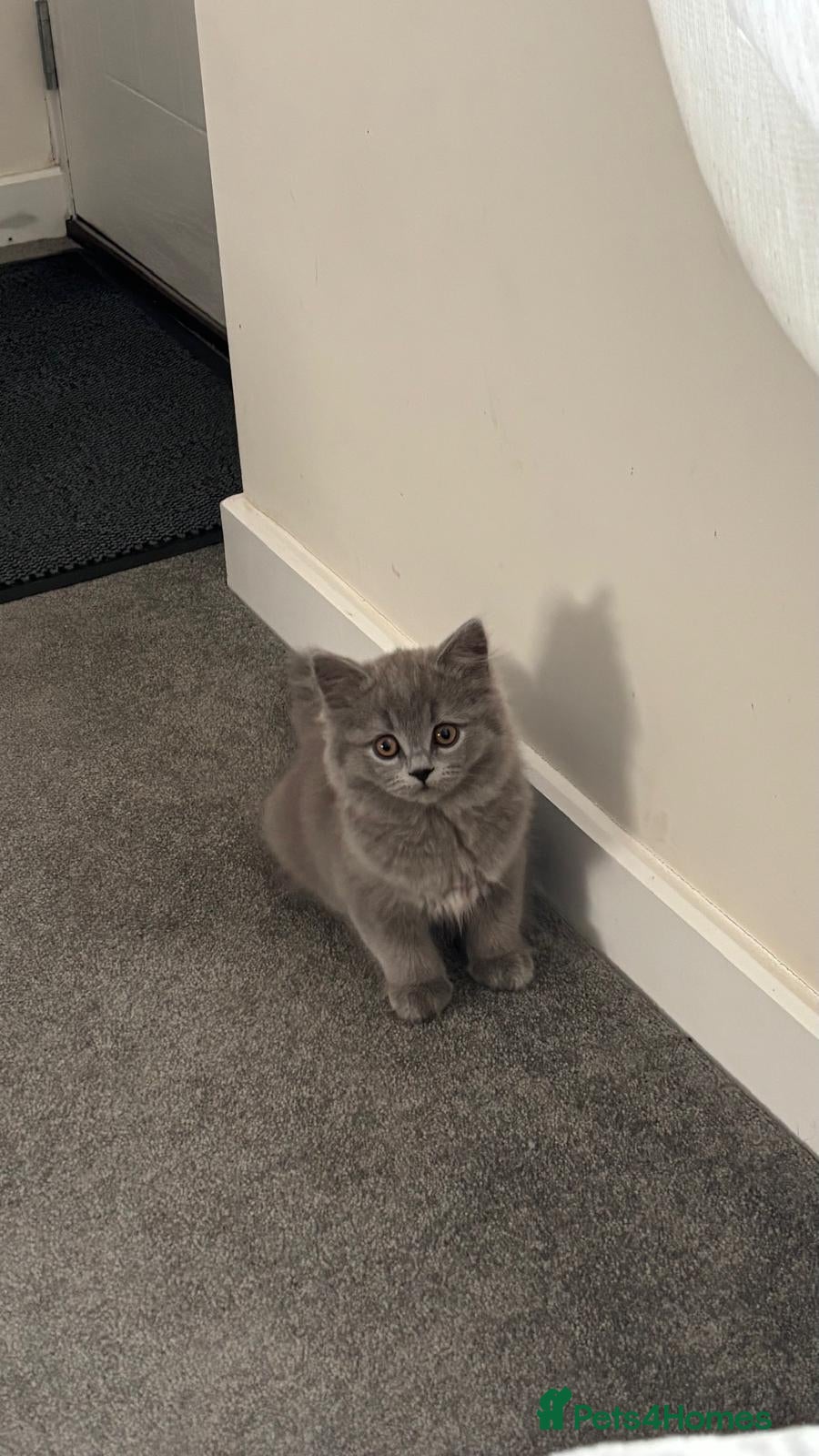 British Shorthair cats BSH adorable kittens  - Advert 12