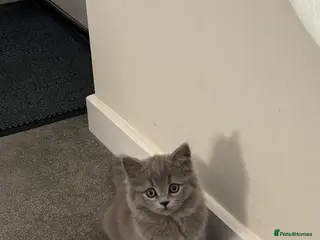 British Shorthair cats BSH adorable kittens - Advert 12