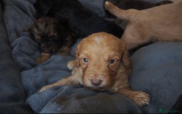 Cockapoo dogs for sale: Gorgeous cockerpoo  puppies for sale  - Image 20