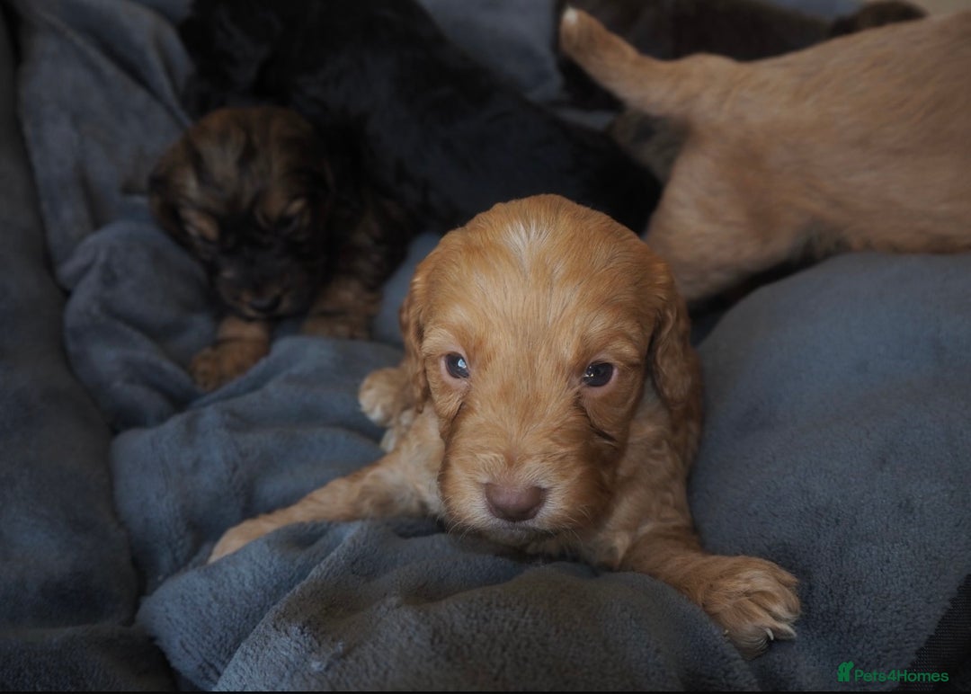 Cockapoo dogs for sale: Gorgeous cockerpoo  puppies for sale  - Image 20