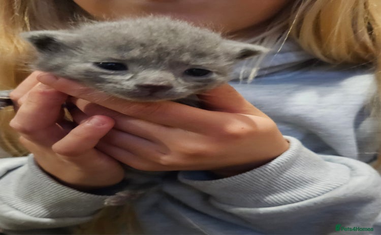Russian Blue cats - Advert 10