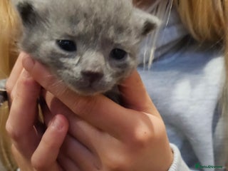 Russian Blue cats - Advert 4