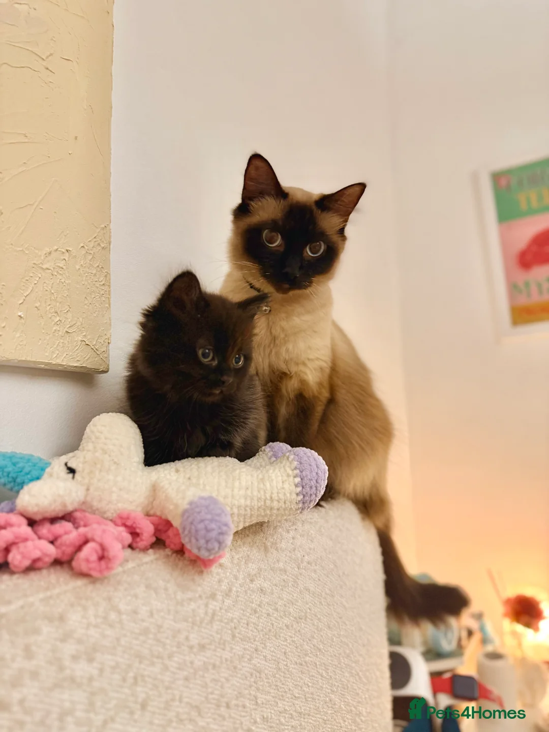 Ragdoll cats for sale: Adorable Ragdoll/ Maine Coon Mix for Forever Homes - Advert 7