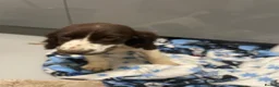 Cocker Spaniel dogs for sale:  Beautiful cocker spaniels  - Advert 13