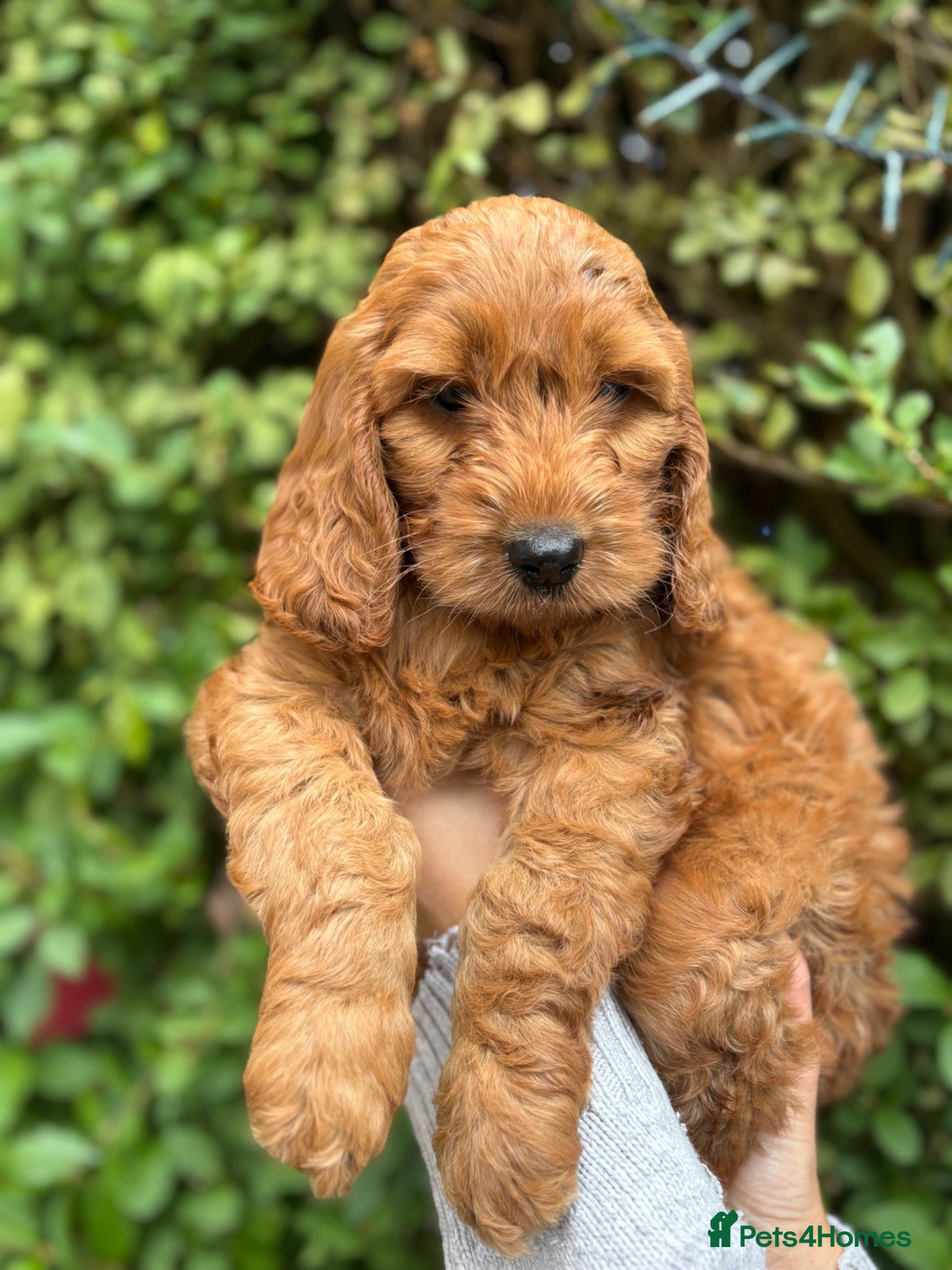Cockapoo dogs F1 Cockapoos 1 Red girl left ready to leave now  - Advert 1