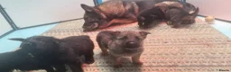 German Shepherd dogs for sale: Flat backed, German Shepherd puppies, DNA DM clear - Advert 22