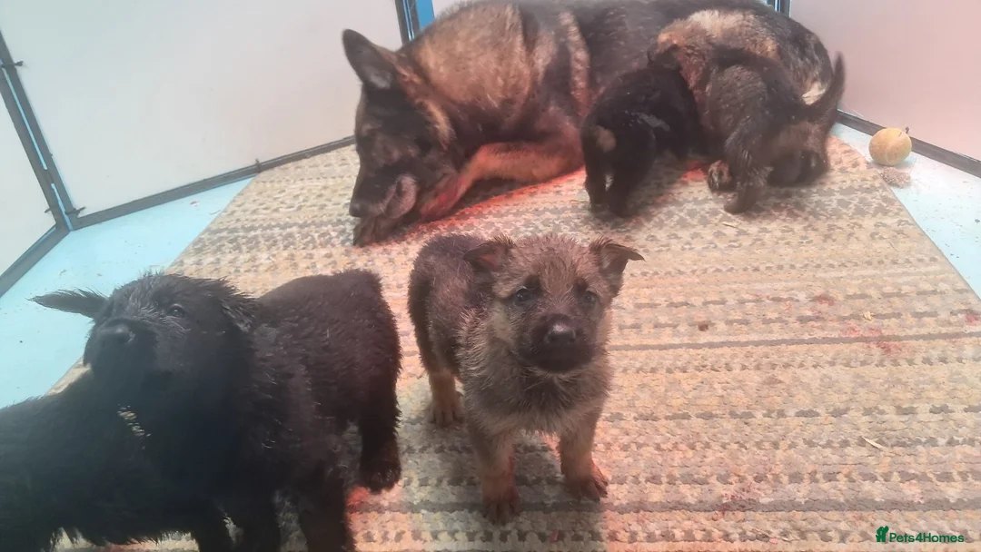 German Shepherd dogs for sale: Flat backed, German Shepherd puppies, DNA DM clear - Advert 22