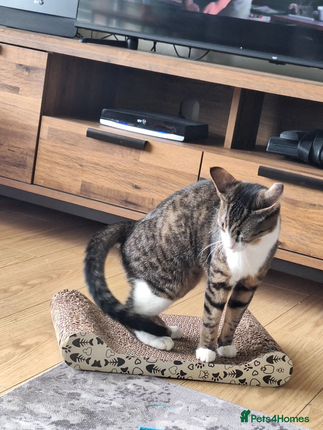 British Shorthair cats for sale: Female Indoor Cat  in Glasgow - Advert 2