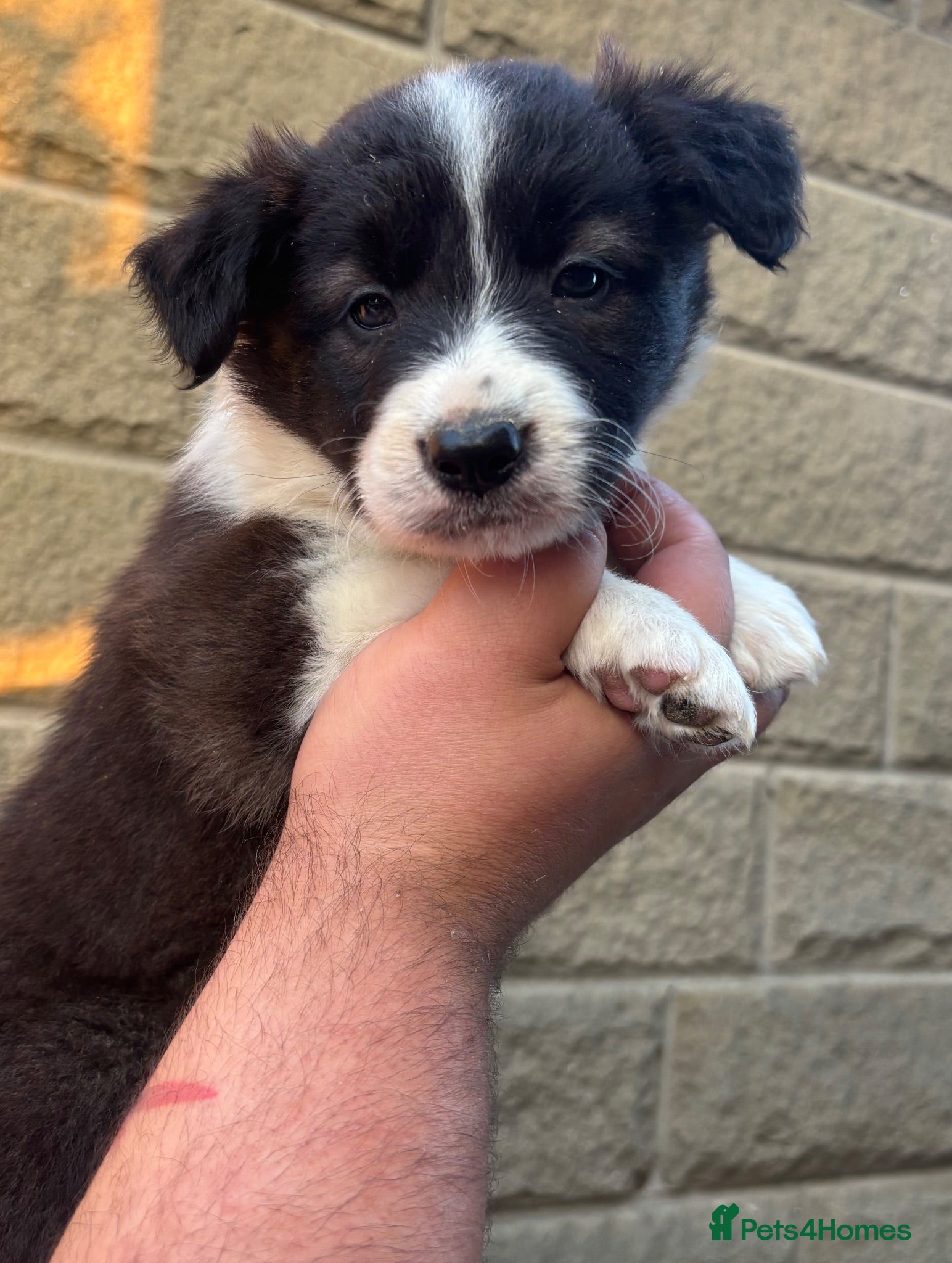 Border Collie dogs KC REGISTERED border collie pups (ONE GIRL LEFT)  - Advert 2