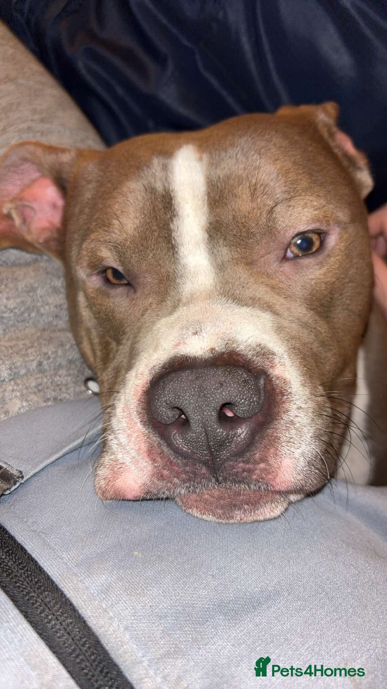 Mixed Breed dogs Zeus (male)  - Advert 1