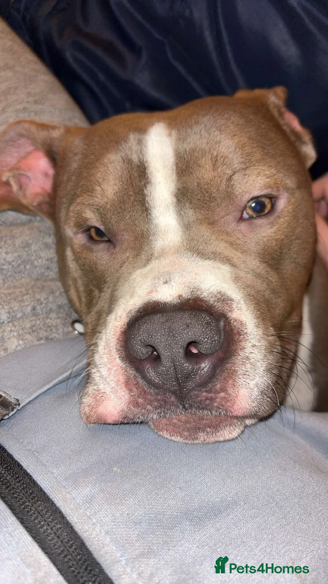 Mixed Breed dogs for sale: Zeus (male)  - Advert 1