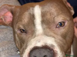 Mixed Breed dogs Zeus (male) - Advert 6