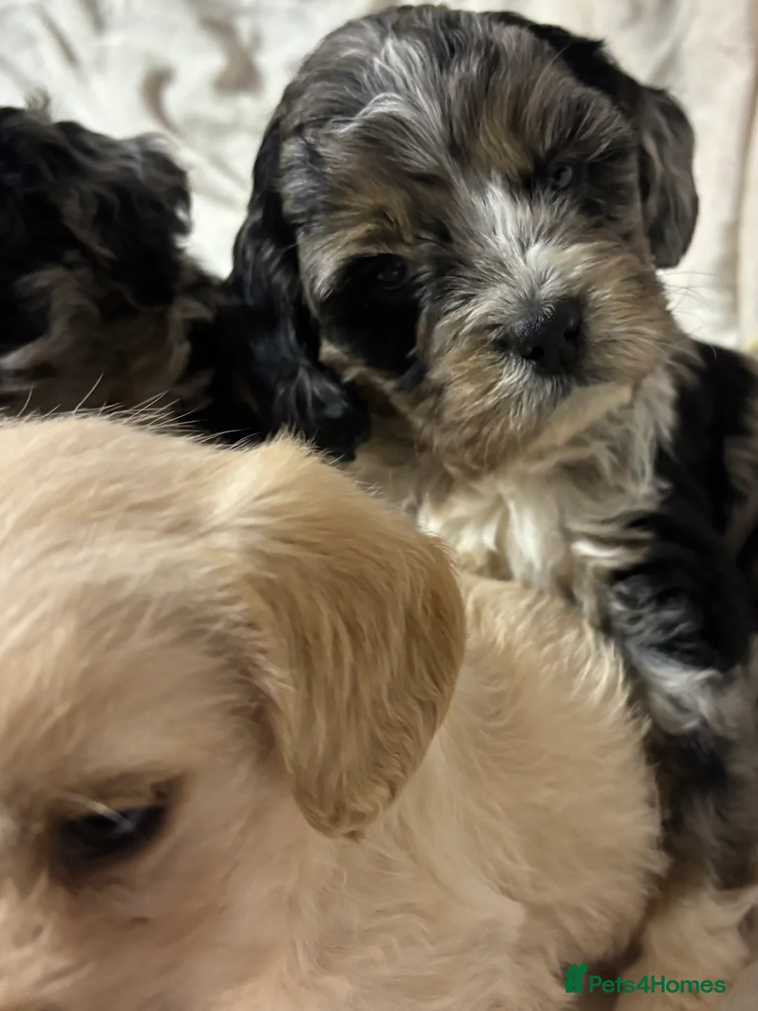 Cavapoo dogs for sale: Gorgeous Cavapoo Pups - Advert 8