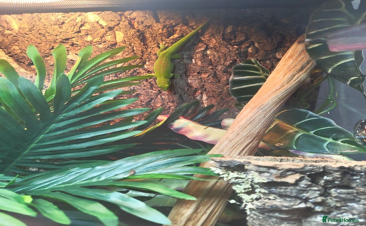Gecko reptiles - Advert 1