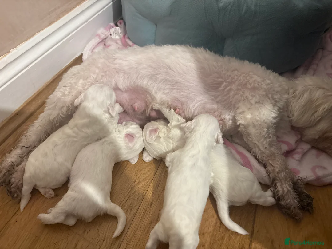 Bichon Frise dogs for sale: Beautiful Bichon Puppies - Advert 2