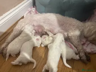 Bichon Frise dogs Beautiful Bichon Puppies - Advert 1