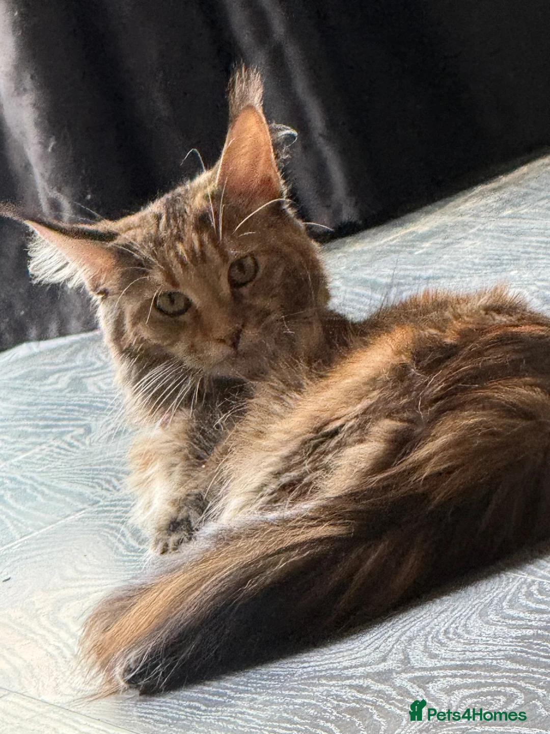 Maine Coon cats for sale: Two main coon kittens in Coventry - Advert 5
