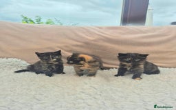 Mixed Breed cats for sale: Super friendly, fluffy kittens! 😻 - Image 27