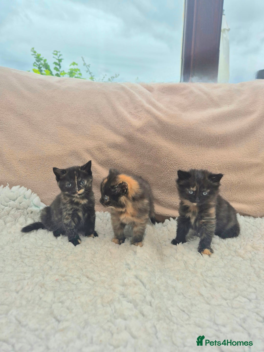 Mixed Breed cats for sale: Super friendly, fluffy kittens! 😻 - Image 27