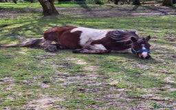 Shetland pony horses for sale: 6 yr old Gelding Shetland - Image 4