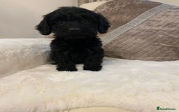Cockapoo dogs for sale: Cockerpoo pups - Image 13