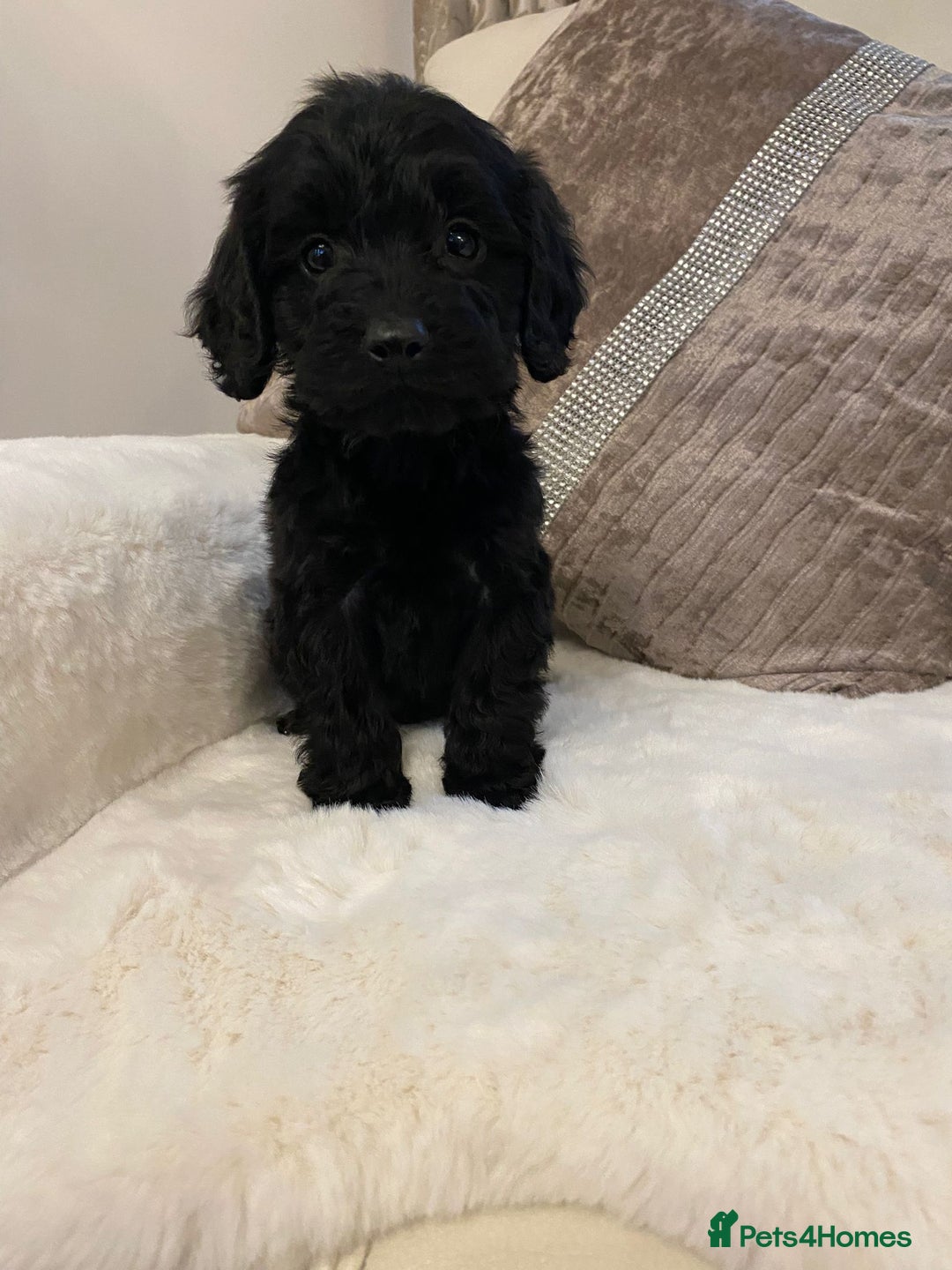 Cockapoo dogs for sale: Cockerpoo pups - Image 13