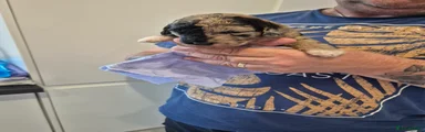 Cockapoo 4