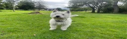 West Highland Terrier dogs for sale: Gorgeous West Highland White Pups ONE GIRL LEFT - Advert 24