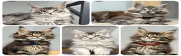 Maine Coon cats for sale: TICA registered Maine coon kittens READY NOW - Advert 1