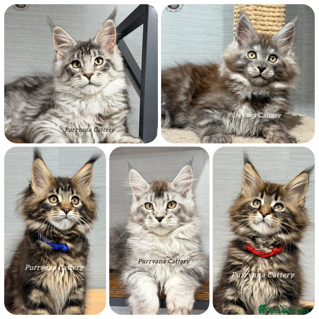 Maine Coon cats for sale: TICA registered Maine coon kittens READY NOW - Advert 1