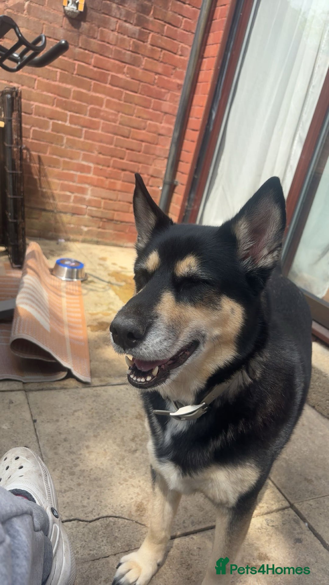 Mixed Breed dogs for sale: Beau - For Adoption - Advert 2