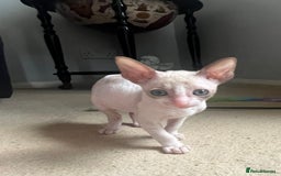 Cornish Rex cats for sale: Amazing Cornish Rex kitten  in Witham - Image 4