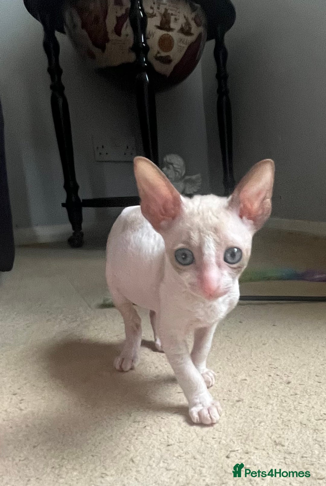 Cornish Rex cats for sale: Amazing Cornish Rex kitten  in Witham - Image 4